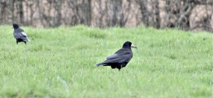 Parole de corbeau