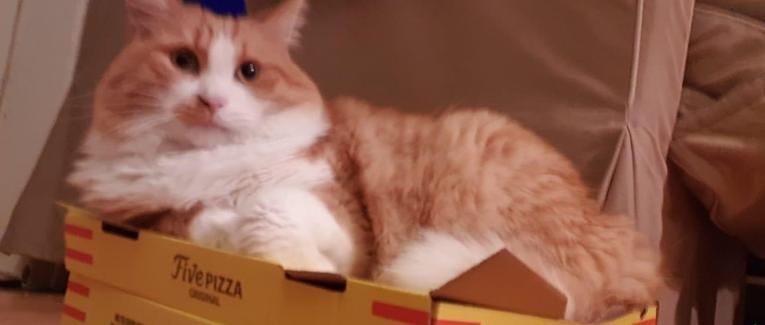 This is Homer