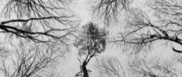 Arbres