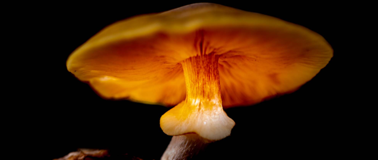 Lueur Enchantée d'un Champignon Orange
