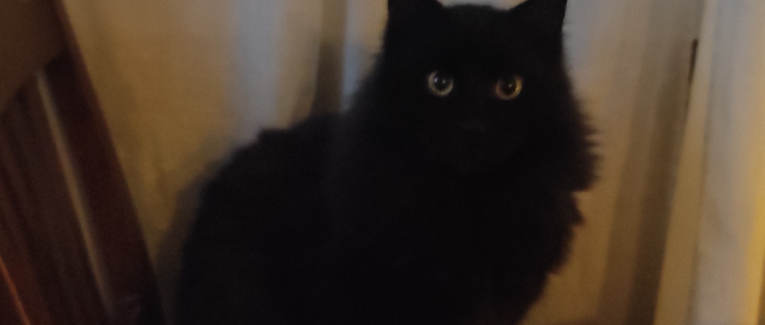 Il re dei gatti .2