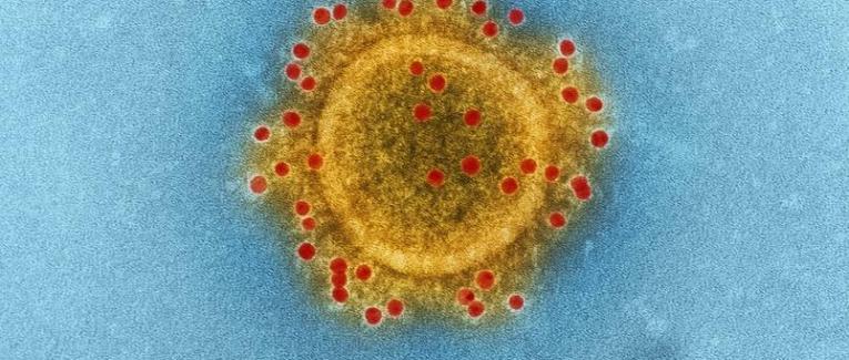 Réflexion d'Hélène Conway-Mouret au sujet du coronavirus