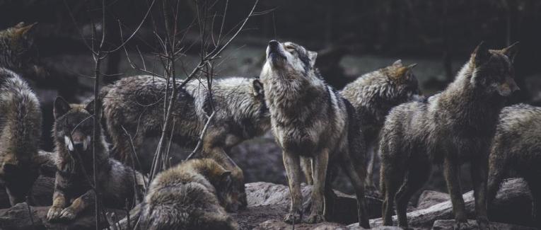 The Wolf