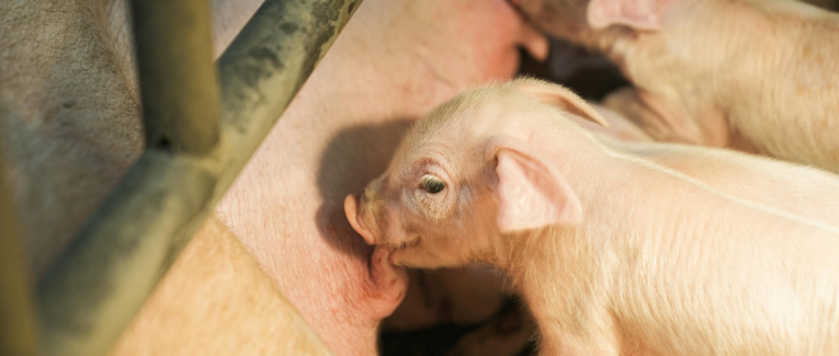 Cochonnet