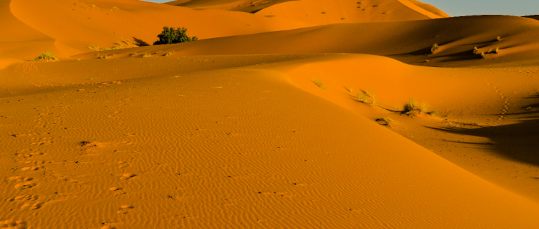 Sahara