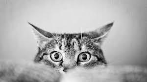 Chat Chat
