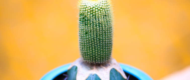 INK 04 - pour Cactus