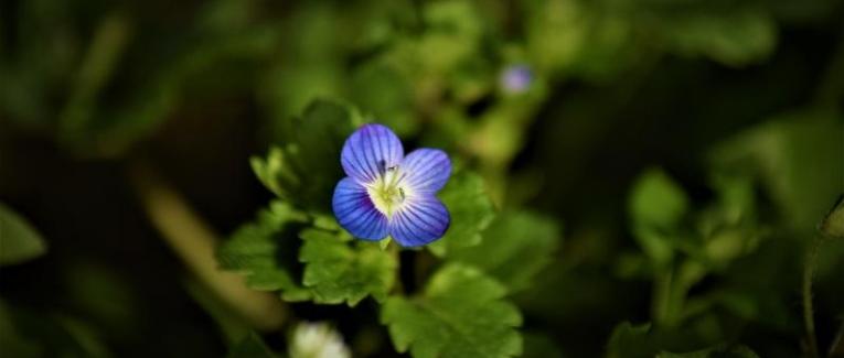 Le jardin du 25 Février