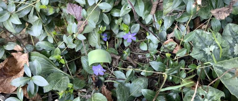 Le jardin du 21 Février
