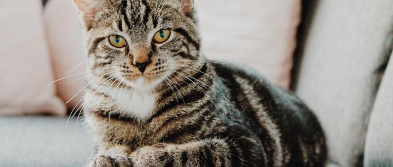 Avec le chat pour témoin