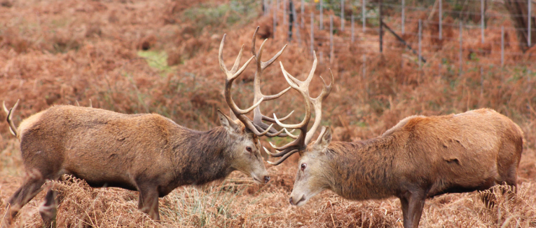 Rut - 2