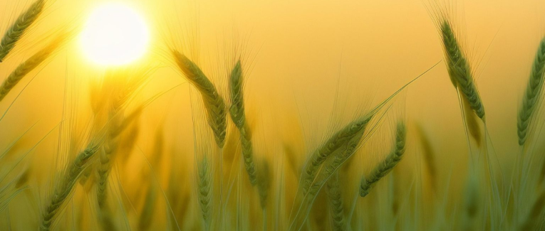 Du grain solitaire au pain des vivants