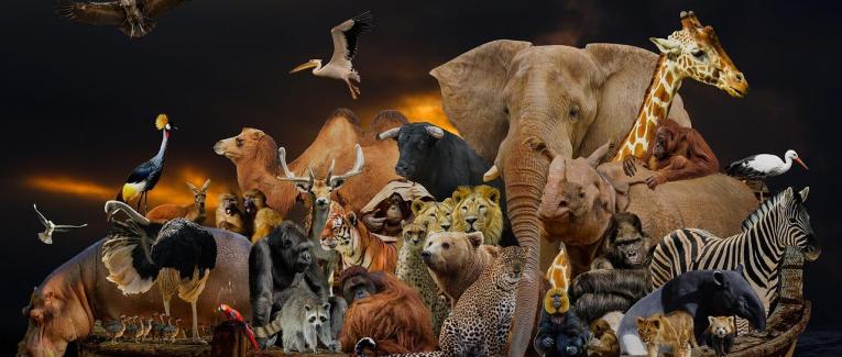 Animaux