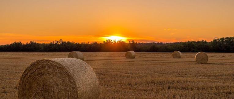 Grains de mots