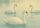 Les cygnes sur l'eau