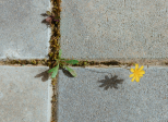 Aphorisme n° 35 : Survivre