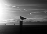 Mouette