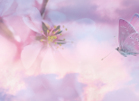 Papillon de ciel