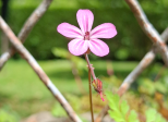 À la petite fleur sauvage