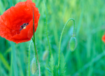 Mini expo photo 15 : Gentil coquelicot