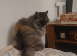 Un jour, un chat