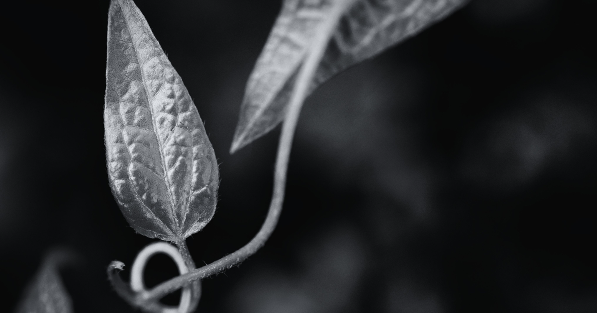 une crête semée de neige blanche