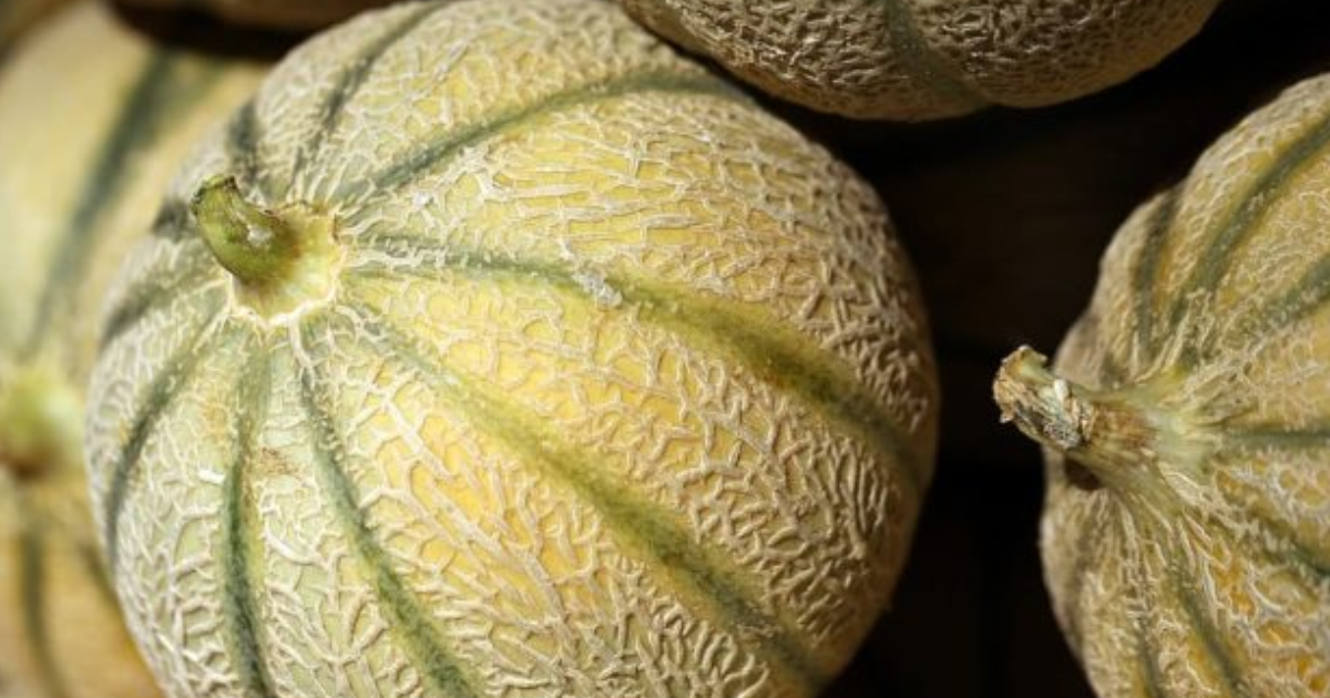 LE MELON