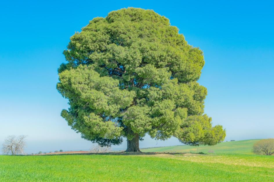  Arbre mémorable