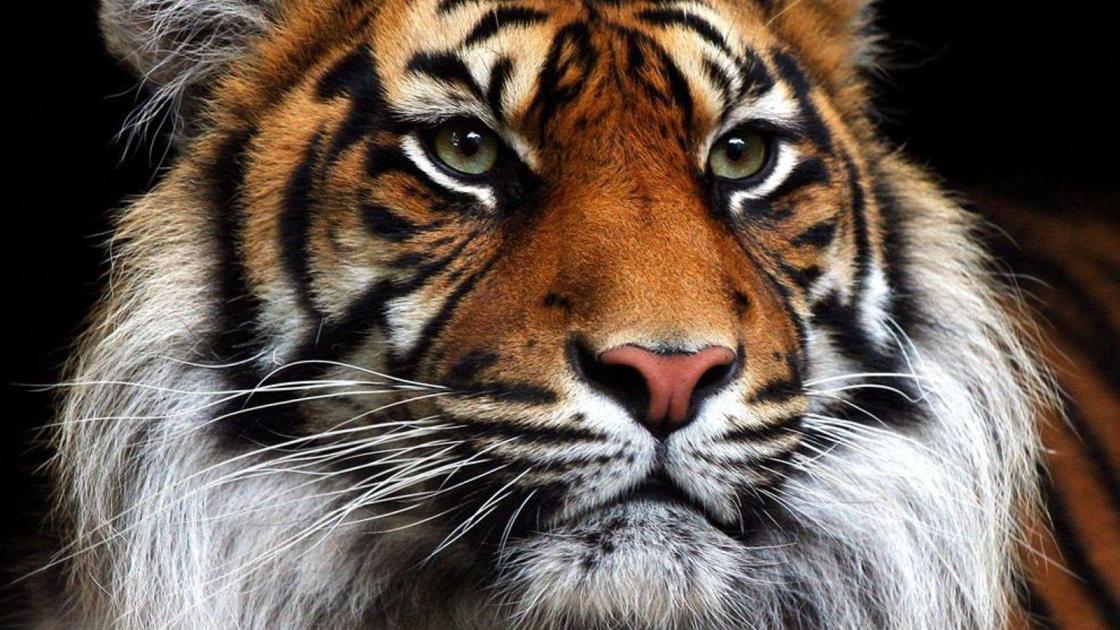 Le Tigre sous le masque
