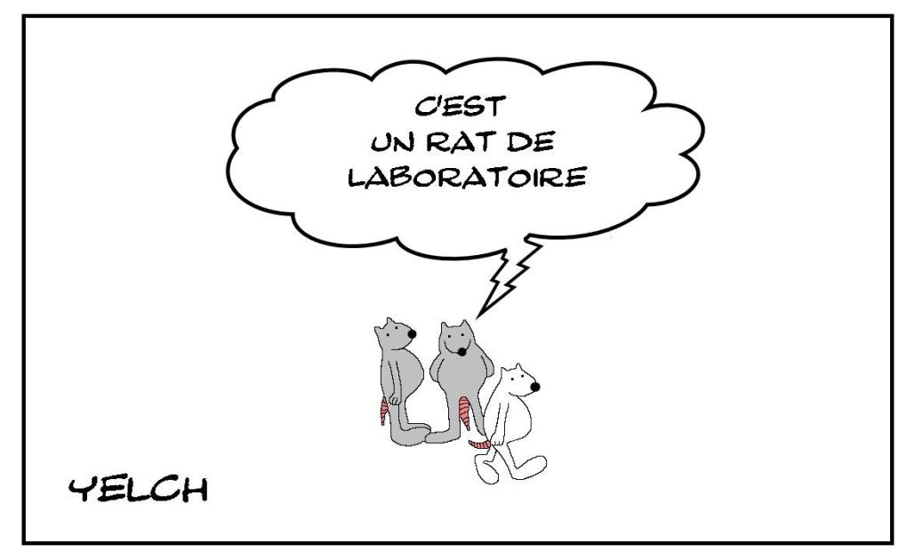Rat de laboratoire