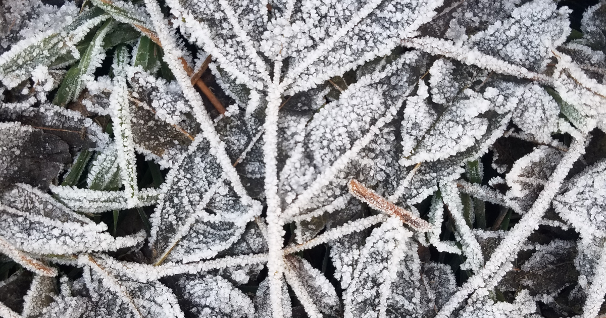 Gelée d’hiver