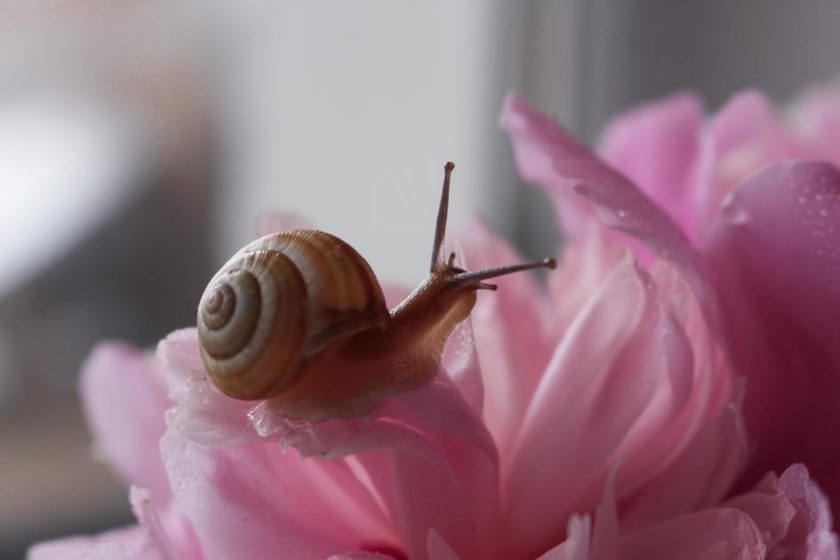 L'escargot qui parlait aux oiseaux