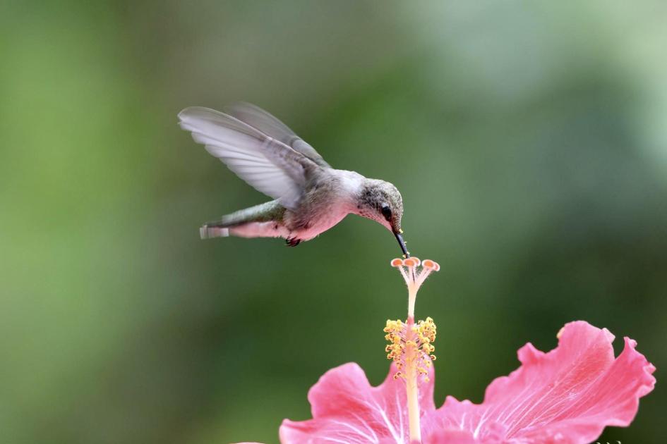 Soyons colibri