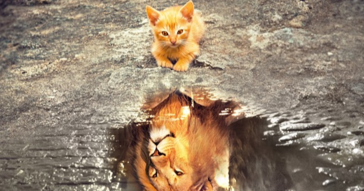 Reflet