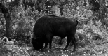 A la recherche du Bison européen dans la forêt primaire