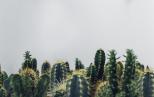 Dans la vie, il y a des cactus 