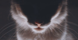 Tranches de vie - Chat va aller ! (Une auto-chato-graphie).