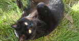 Message de Chipie : Incarnation et abandon