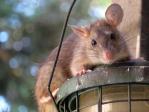 Jeux de mots rats portés