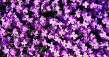 Comme une fleur