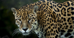 Le Jaguar