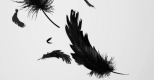 1.Comme une plume au vent