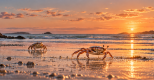 La complainte du crabe
