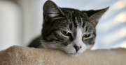 Augmentation TVA
