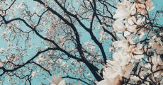 prev