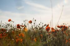 Armistice (08/05/2020)