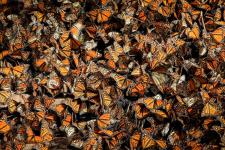 Les papillons de Camille ont disparu