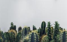 Dans la vie, il y a des cactus 