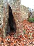 Toi mon arbre