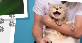 Chat-suffit